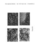 Traceability of Cellular Cycle Ano diagram and image