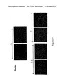 Traceability of Cellular Cycle Ano diagram and image