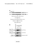 EPIGENETIC CO-REPRESSORS OF THE GAMMA-GLOBIN GENE AND METHODS OF USING     SAME diagram and image