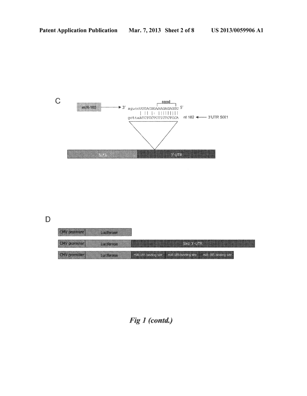 METHODS AND COMPOSITIONS FOR INFLUENCING TUMORS USING MICRORNA-185 AS A     TUMOR SUPPRESSOR - diagram, schematic, and image 03