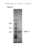 METHOD FOR PURIFYING BONE MORPHOGENETIC PROTEIN diagram and image