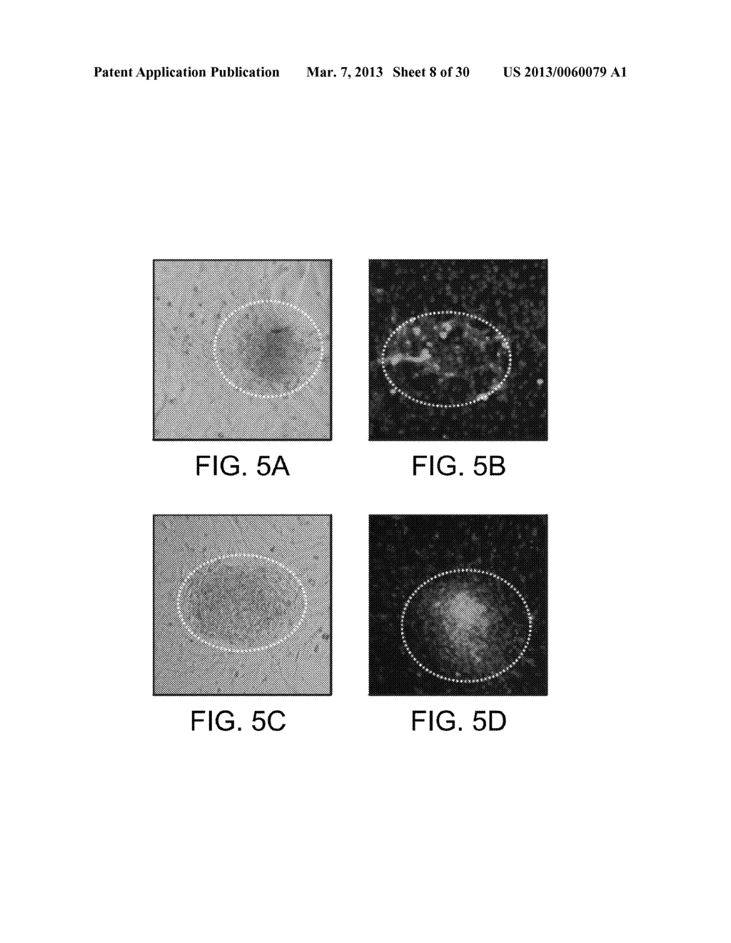 COMPOSITIONS AND METHODS FOR AUTOLOGOUS GERMLINE MITOCHONDRIAL ENERGY     TRANSFER - diagram, schematic, and image 09