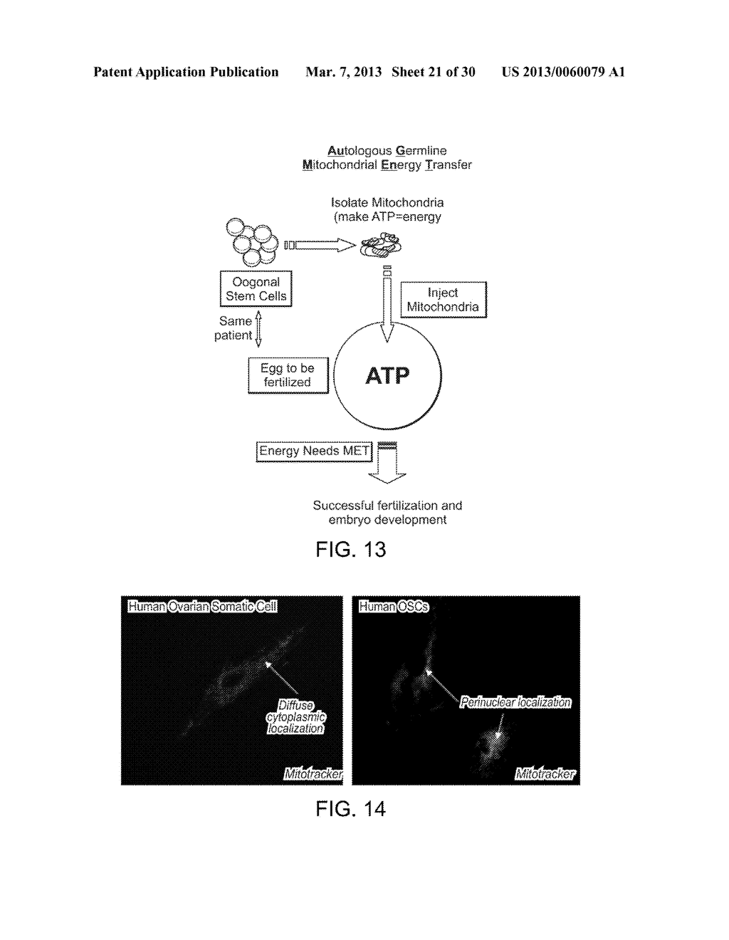 COMPOSITIONS AND METHODS FOR AUTOLOGOUS GERMLINE MITOCHONDRIAL ENERGY     TRANSFER - diagram, schematic, and image 22