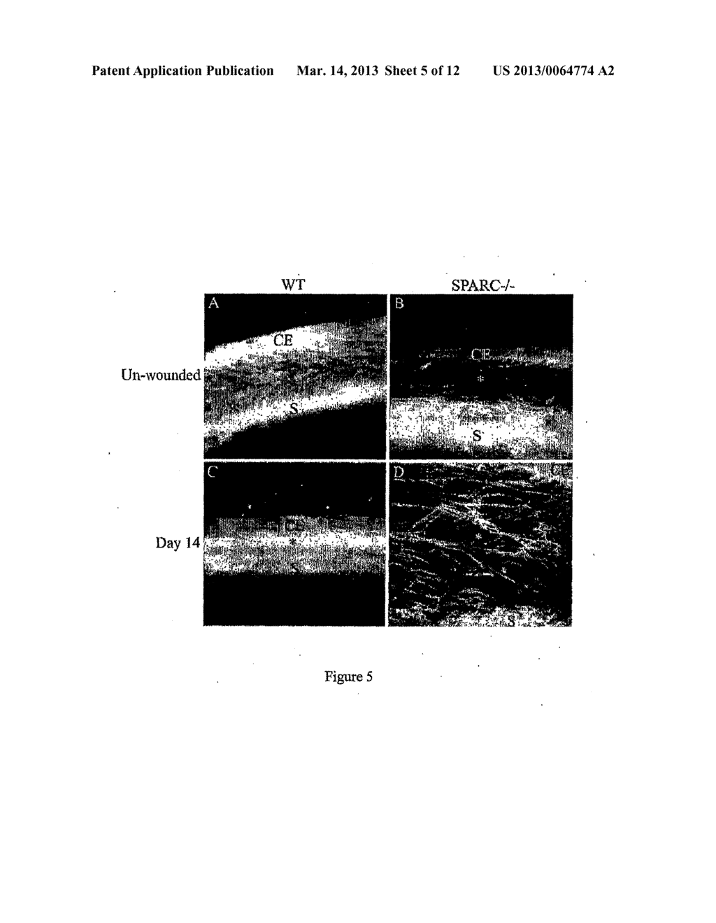 METHODS AND COMPOSITIONS FOR MAINTENANCE OF A FUNCTIONAL WOUND - diagram, schematic, and image 06