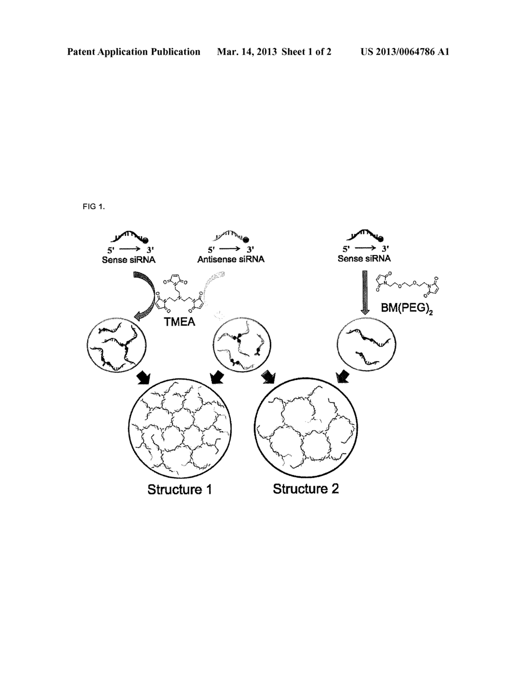 siRNA HYDROGEL AND METHOD FOR MANUFACTURING THE SAME - diagram, schematic, and image 02