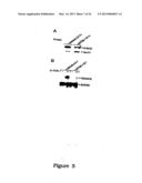 Protein Belonging to the TNF Superfamily Involved in Signal Transduction,     Nucleic Acids Encoding Same and Methods of Use Thereof diagram and image