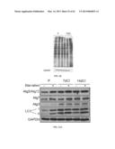 INDUCING APOPTOSIS IN QUIESCENT CELLS diagram and image