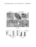 INDUCING APOPTOSIS IN QUIESCENT CELLS diagram and image