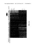 GENE EXPRESSION PROFILING FOR CLASSIFYING AND TREATING GASTRIC CANCER diagram and image