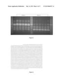 ENZYME PRODUCING BACILLUS STRAINS diagram and image