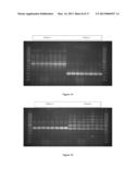 ENZYME PRODUCING BACILLUS STRAINS diagram and image