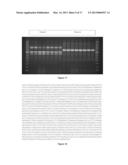 ENZYME PRODUCING BACILLUS STRAINS diagram and image