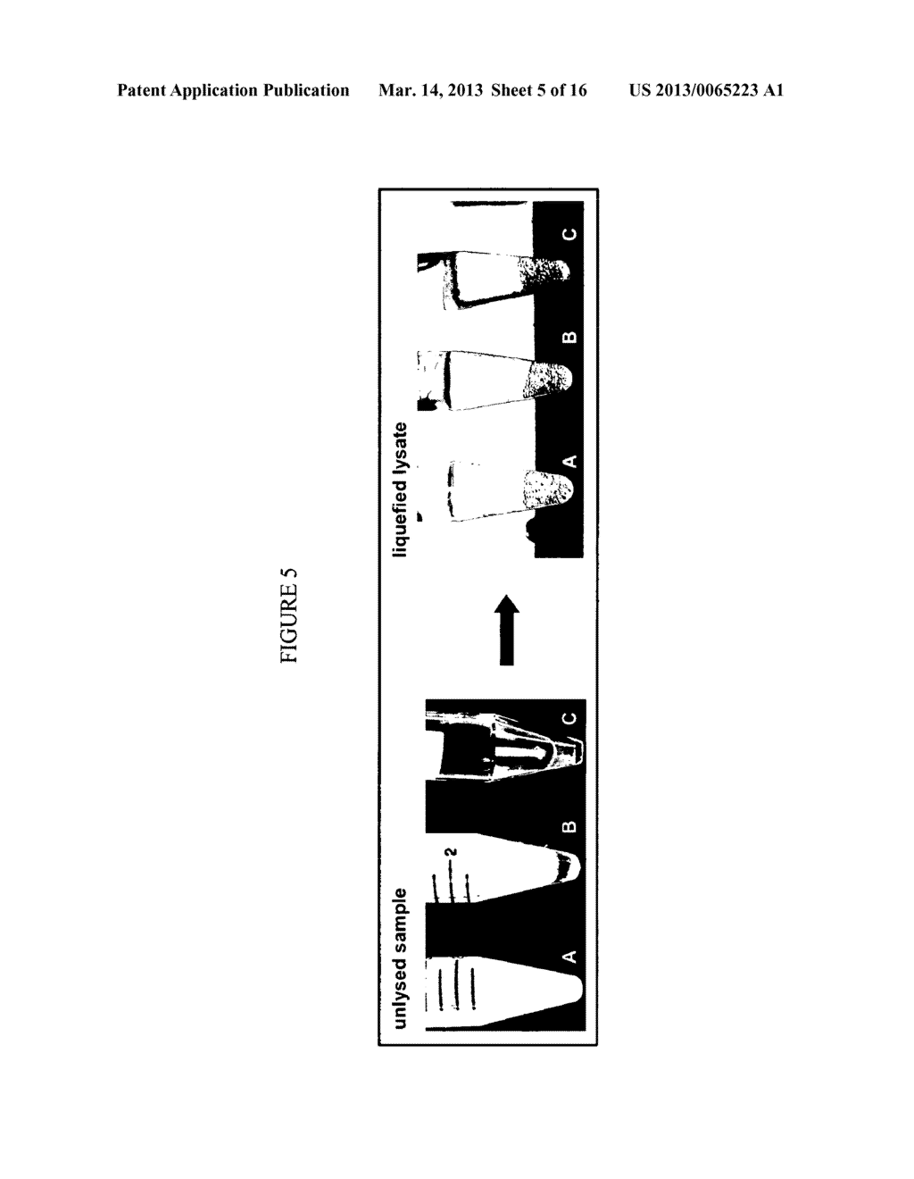 Universally Applicable Lysis Buffer and Processing Methods for the Lysis     of Bodily Samples - diagram, schematic, and image 06