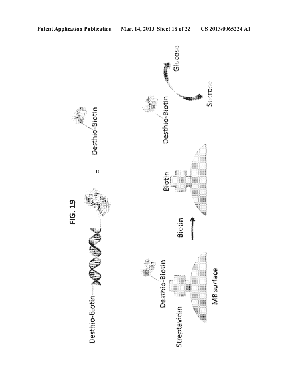 PERSONAL GLUCOSE METERS FOR DETECTION AND QUANTIFICATION OF A BROAD RANGE     OF ANALYTES - diagram, schematic, and image 19