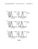 METHODS OF INCREASING MACROPINOCYTOSIS IN CANCER CELLS diagram and image