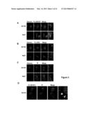 METHODS OF INCREASING MACROPINOCYTOSIS IN CANCER CELLS diagram and image