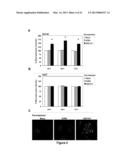 METHODS OF INCREASING MACROPINOCYTOSIS IN CANCER CELLS diagram and image