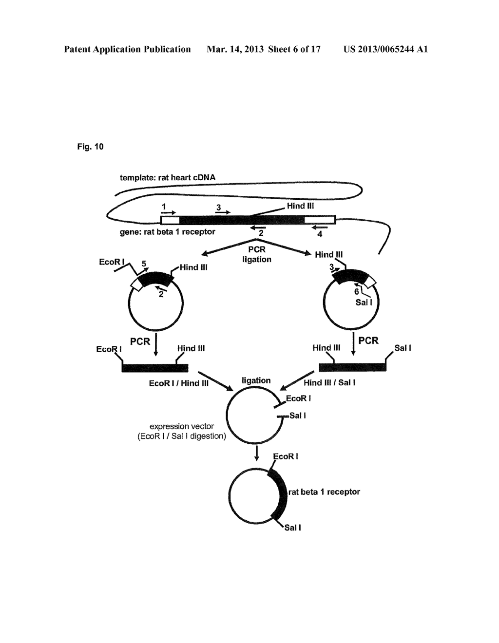 METHOD FOR PRODUCING cAMP USING CHIMERIC OLFACTORY RECEPTOR - diagram, schematic, and image 07