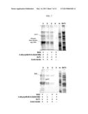 REAGENTS AND METHODS FOR SIRTUIN CAPTURE diagram and image