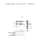 REAGENTS AND METHODS FOR SIRTUIN CAPTURE diagram and image