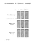 Kit and Method for Detecting Porous Dental Hydroxyapatite diagram and image