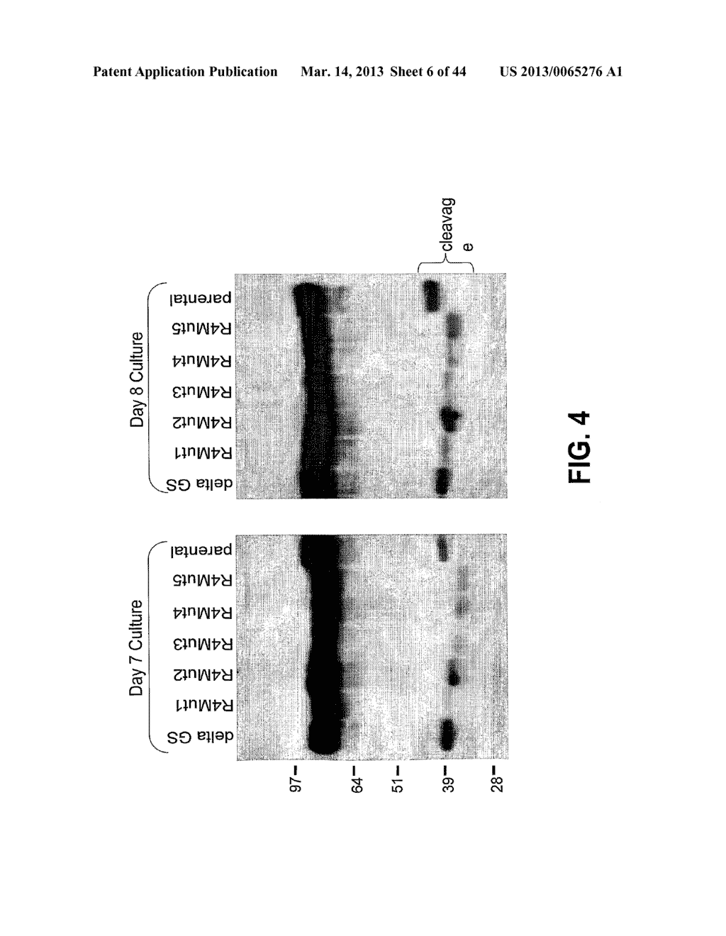 COMPOSITIONS AND METHODS OF TREATING DISEASE WITH FGFR FUSION PROTEINS - diagram, schematic, and image 07