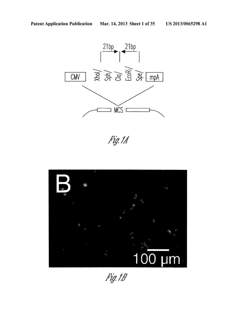 siRNA-MEDIATED GENE SILENCING - diagram, schematic, and image 02