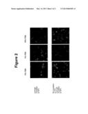 Preparation of Negative-Stranded RNA Viruses By Electroporation diagram and image