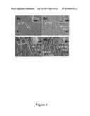 ULTRATHIN MAGNESIUM NANOBLADES diagram and image