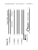 ASSAYS, COMPOSITIONS AND METHODS FOR DETECTING DRUG RESISTANT     MICRO-ORGANISMS diagram and image