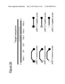 ASSAYS, COMPOSITIONS AND METHODS FOR DETECTING DRUG RESISTANT     MICRO-ORGANISMS diagram and image