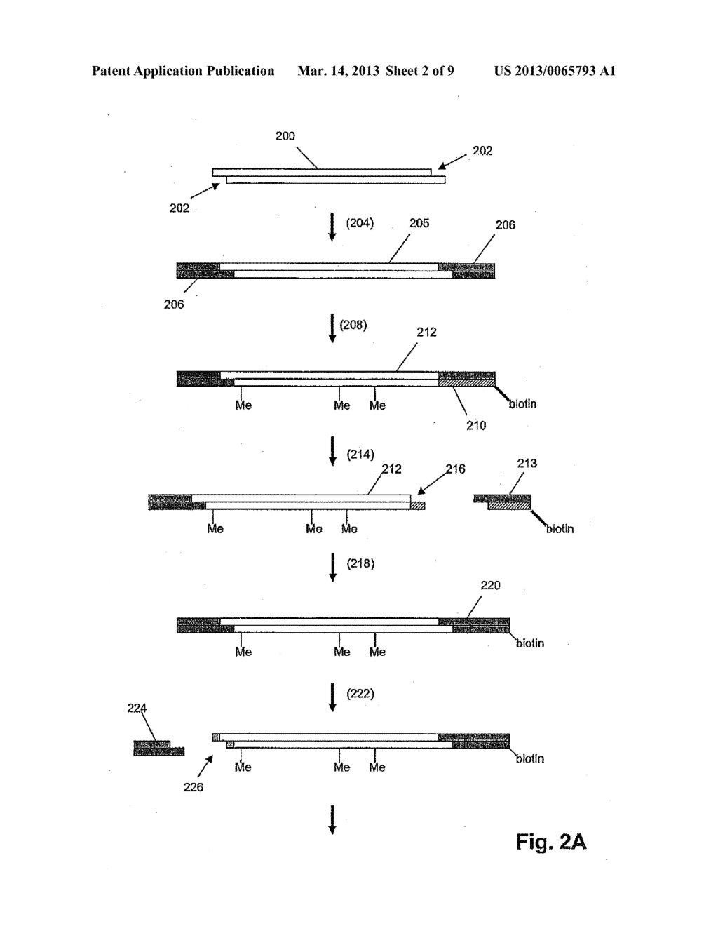 Methods and Compositions for Tagging and Identifying Polynucleotides - diagram, schematic, and image 03