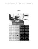 ARRAY OF MICROMOLDED STRUCTURES FOR SORTING ADHERENT CELLS diagram and image