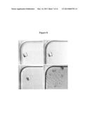 ARRAY OF MICROMOLDED STRUCTURES FOR SORTING ADHERENT CELLS diagram and image