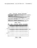 Method of Improving Diastolic Dysfunction diagram and image