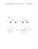 Novel Inhibitors of the Amino Acid Transporters ASCT1 and ASCT2 diagram and image