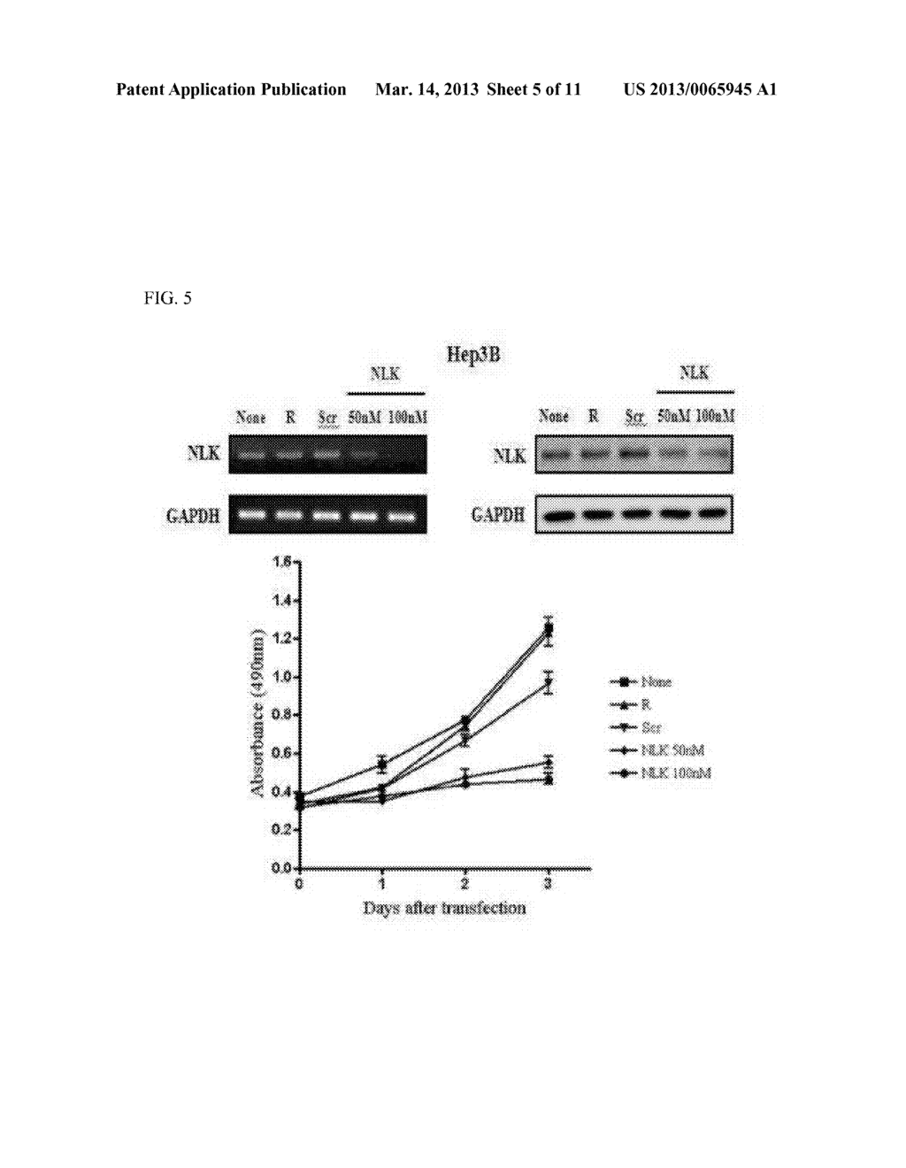 NLK AS A MARKER FOR DIAGNOSIS OF LIVER CANCER AND AS A THERAPEUTIC AGENT     THEREOF - diagram, schematic, and image 06