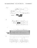 NUCLEIC ACID MOLECULES AND METHODS FOR EXCHANGING EXON(S) BY TRANSSPLICING diagram and image