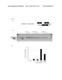 NUCLEIC ACID MOLECULES AND METHODS FOR EXCHANGING EXON(S) BY TRANSSPLICING diagram and image