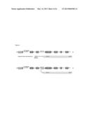 NUCLEIC ACID MOLECULES AND METHODS FOR EXCHANGING EXON(S) BY TRANSSPLICING diagram and image