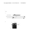 NUCLEIC ACID MOLECULES AND METHODS FOR EXCHANGING EXON(S) BY TRANSSPLICING diagram and image