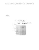 NUCLEIC ACID MOLECULES AND METHODS FOR EXCHANGING EXON(S) BY TRANSSPLICING diagram and image