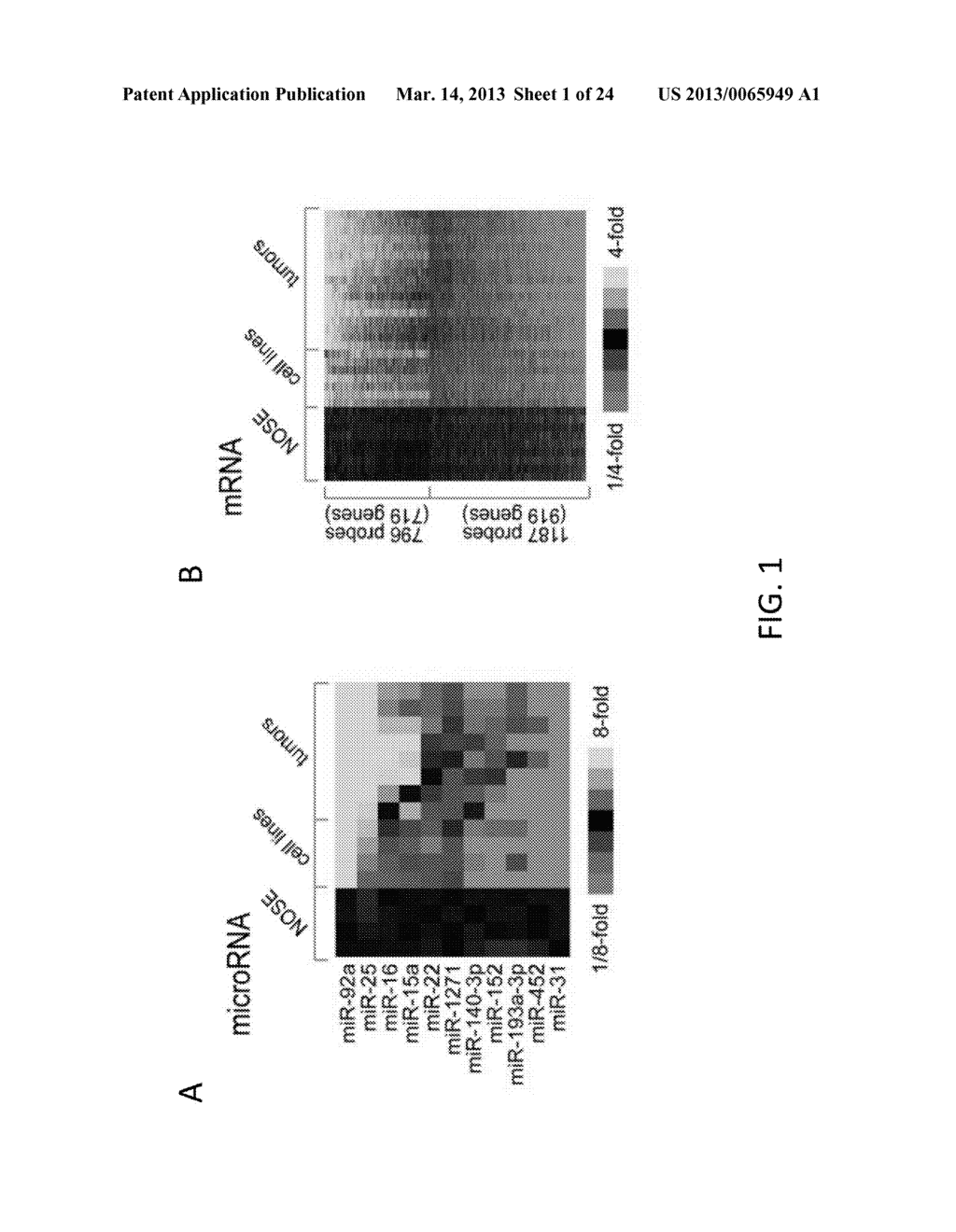 MICRORNA MIRNA-31 AS A THERAPEUTIC APPROACH FOR THE TREATMENT OF CANCER - diagram, schematic, and image 02