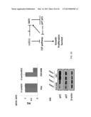 MICRORNA MIRNA-31 AS A THERAPEUTIC APPROACH FOR THE TREATMENT OF CANCER diagram and image