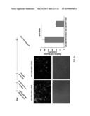 MICRORNA MIRNA-31 AS A THERAPEUTIC APPROACH FOR THE TREATMENT OF CANCER diagram and image