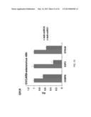 MICRORNA MIRNA-31 AS A THERAPEUTIC APPROACH FOR THE TREATMENT OF CANCER diagram and image