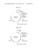 TUMOR-SPECIFIC PROMOTER AND ONCOLYTIC VIRUS VECTOR COMPRISING THE SAME diagram and image