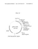 TUMOR-SPECIFIC PROMOTER AND ONCOLYTIC VIRUS VECTOR COMPRISING THE SAME diagram and image