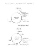 TUMOR-SPECIFIC PROMOTER AND ONCOLYTIC VIRUS VECTOR COMPRISING THE SAME diagram and image