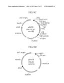 TUMOR-SPECIFIC PROMOTER AND ONCOLYTIC VIRUS VECTOR COMPRISING THE SAME diagram and image